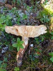 Tricholoma matsutake