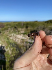 Cacosternum australis