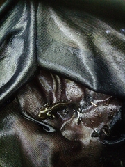 Salamandra salamandra