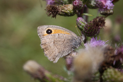 Hyponephele lycaon
