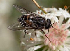 Scaptia