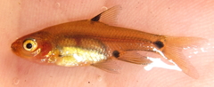 Enteromius haasianus