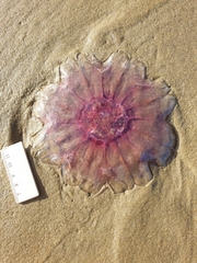 Cyanea capillata