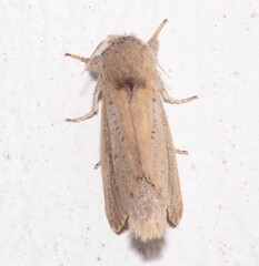 Phragmataecia castaneae