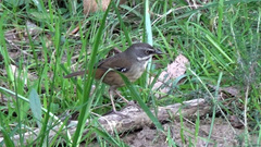 Sericornis frontalis