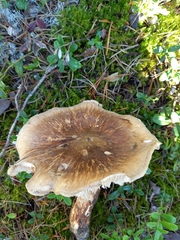 Tricholoma matsutake