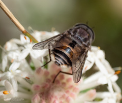 Scaptia