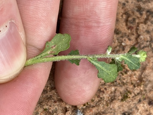 Image of Calotis multicaulis by (c) Thomas Mesaglio, some rights reserved (CC BY)