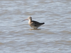 Limosa limosa