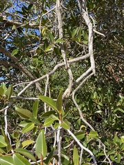 Ficus desertorum