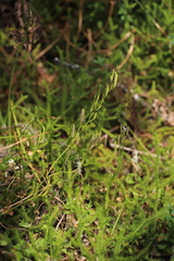 Lycopodium clavatum