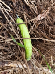 Smerinthus ocellata