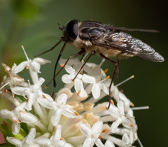 Scaptia