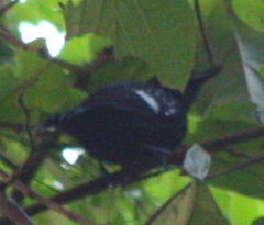 Microrhopias quixensis