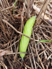 Smerinthus ocellata