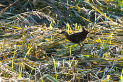 Rallus aquaticus