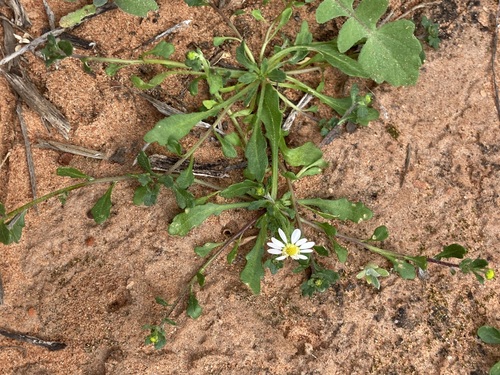 Image of Calotis multicaulis by (c) Thomas Mesaglio, some rights reserved (CC BY)