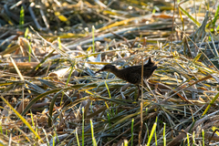 Rallus aquaticus