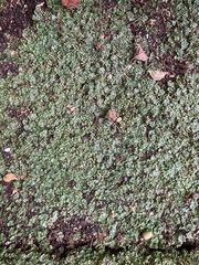 Lunularia cruciata