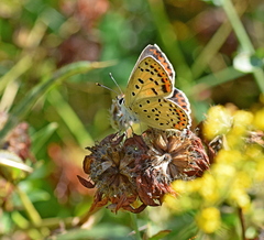 Lycaena tityrus