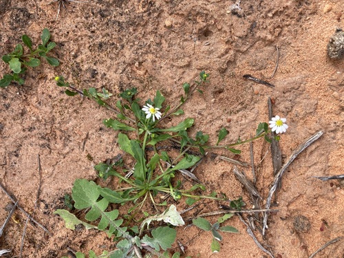 Image of Calotis multicaulis by (c) Thomas Mesaglio, some rights reserved (CC BY)
