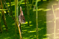 Acrocephalus schoenobaenus