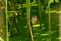 Acrocephalus schoenobaenus