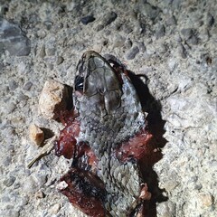 Malpolon monspessulanus