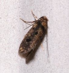 Niditinea fuscella
