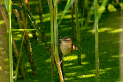 Acrocephalus schoenobaenus