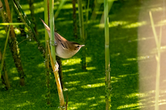 Acrocephalus schoenobaenus