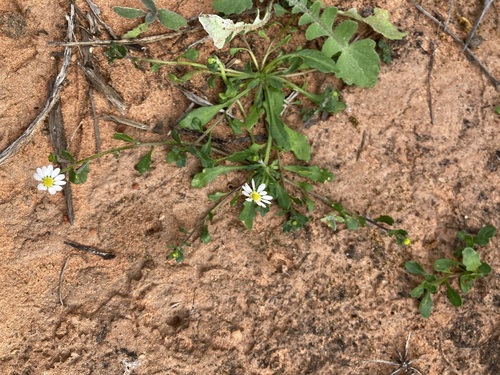 Image of Calotis multicaulis by (c) Thomas Mesaglio, some rights reserved (CC BY)