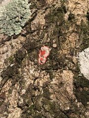 Herpothallon