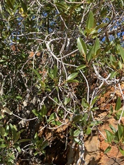 Ficus desertorum