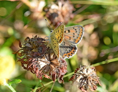 Lycaena tityrus