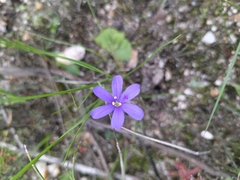Aristea africana