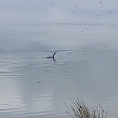 Microcarbo melanoleucos brevirostris