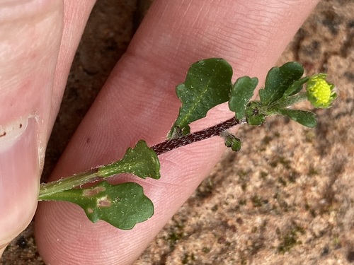 Image of Calotis multicaulis by (c) Thomas Mesaglio, some rights reserved (CC BY)