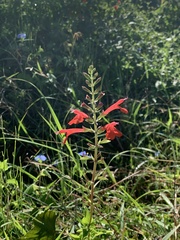 Salvia coccinea