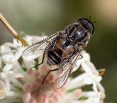 Scaptia