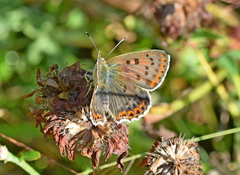 Lycaena tityrus