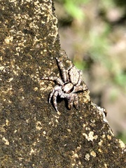 Menemerus bivittatus