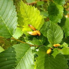Tetraneura