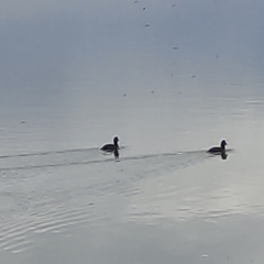 Aythya novaeseelandiae
