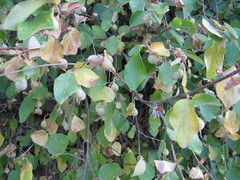 Styrax officinalis