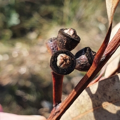 Eucalyptus punctata