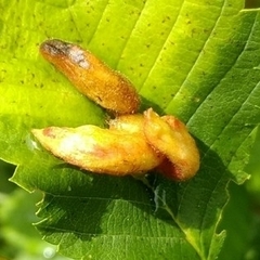 Tetraneura