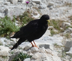 Pyrrhocorax graculus