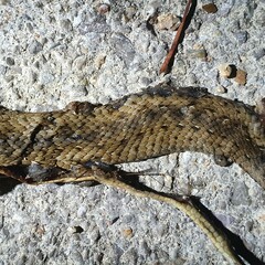 Malpolon monspessulanus