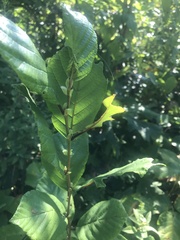 Alnus serrulata